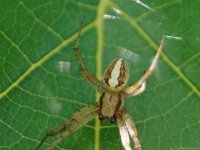 D8965-Neoscona male